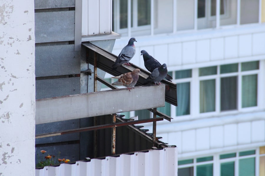 Urban Bird Balcony