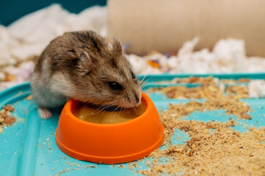 Use A Moat Food Bowl