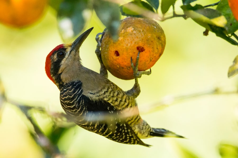 Use A Woodpecker Feeder