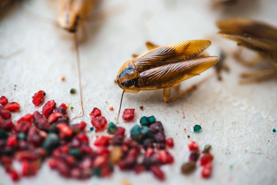 Use Anti-Roach Cookies