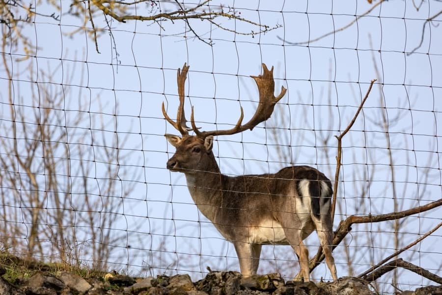 Use Deer Netting