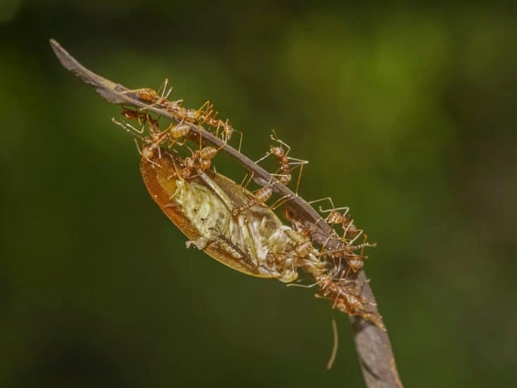 How To Get Rid of Roaches in Pine Straw BeatPests