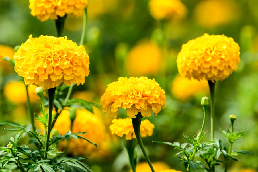 Use Plants That Deter Snakes (Marigold)