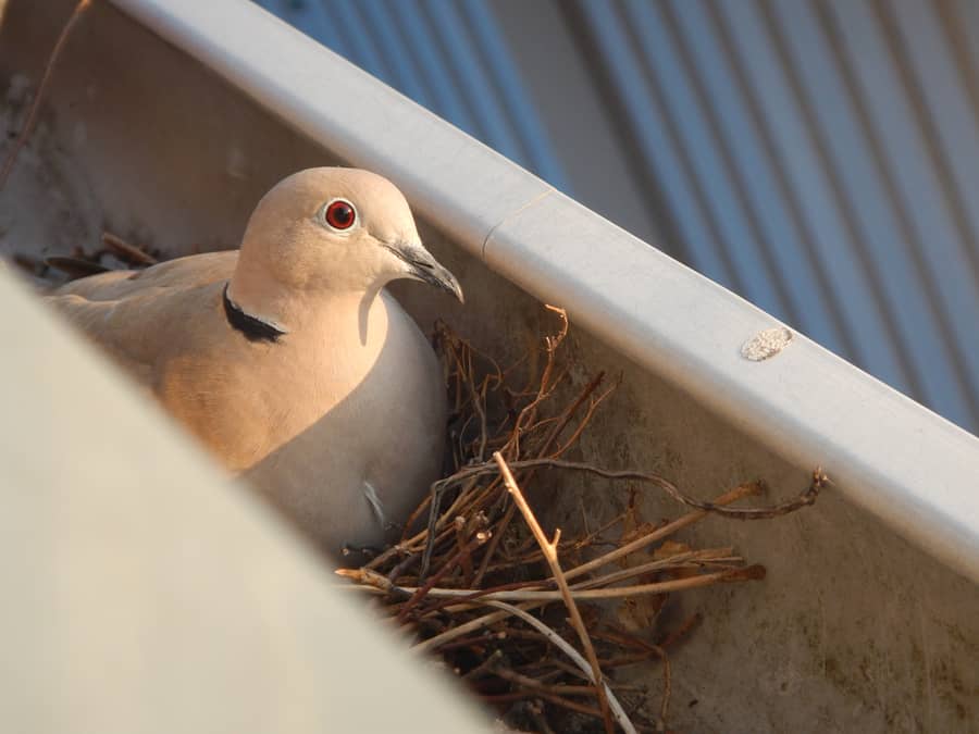 Useful Ways To Keep Birds Out Of Gutter