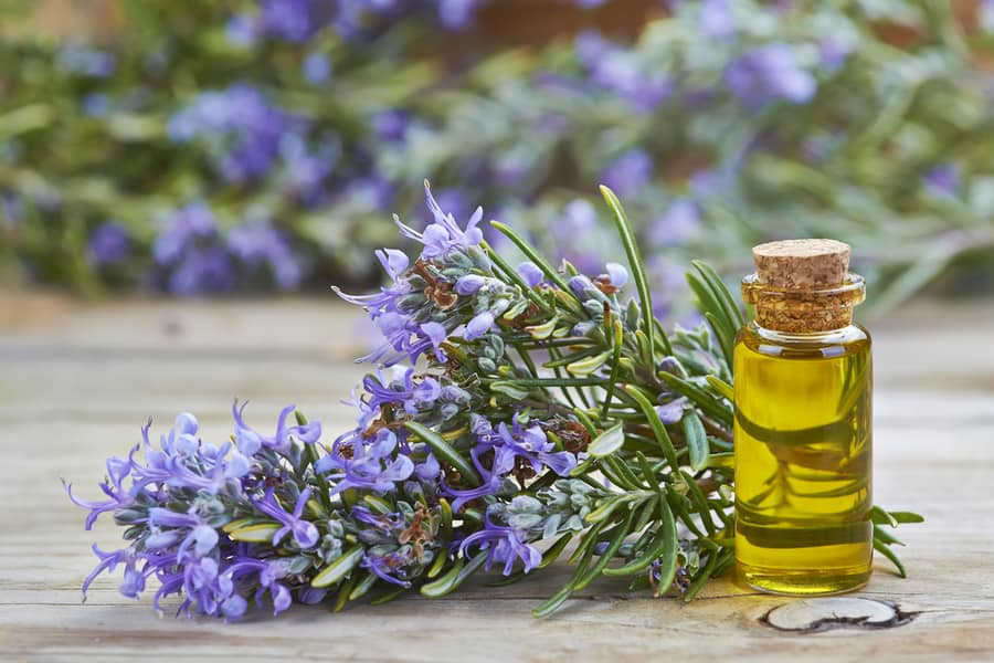 Using Rosemary Oil