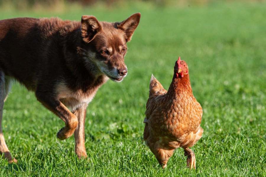 Utilize A Trained Dog As A Guard