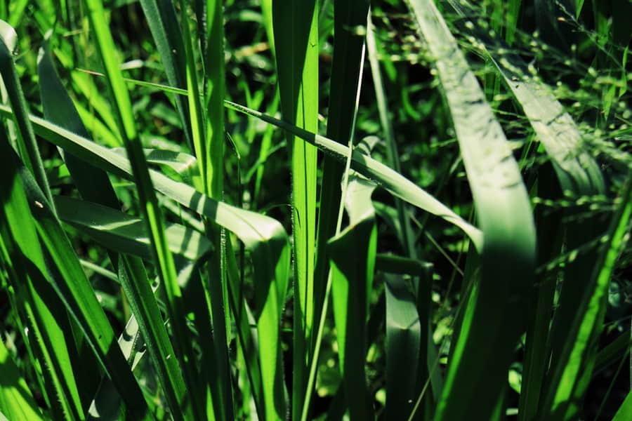 Vetiver Grass