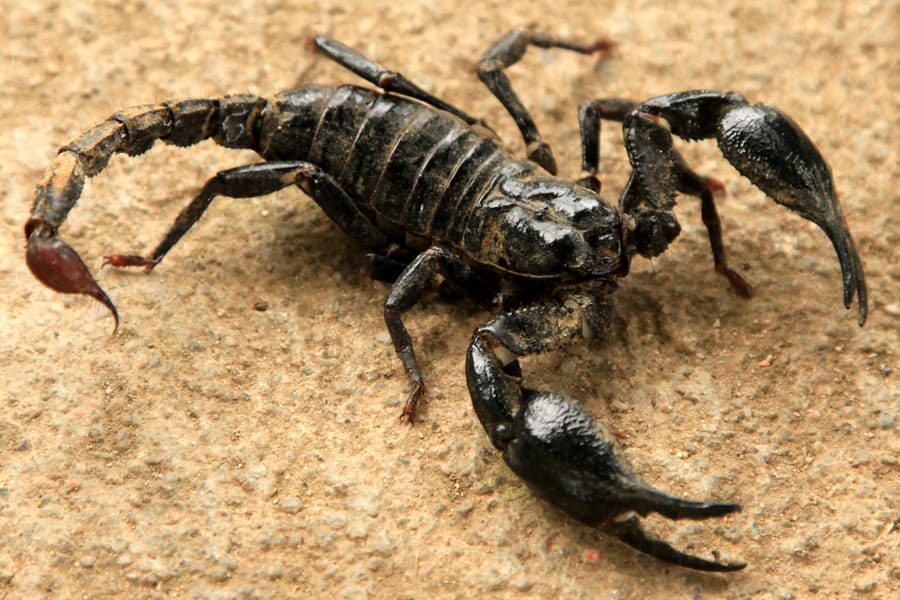 Warning Signs You Have Scorpions