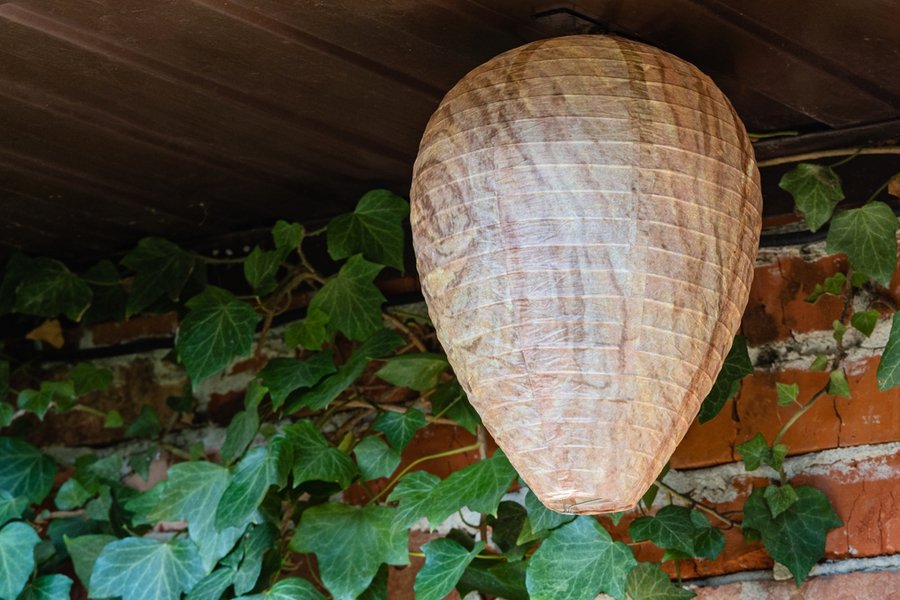 Wasp Nest Decoy Of Paper In Form Of Elongated Ball Under Roof Of Economic Building.