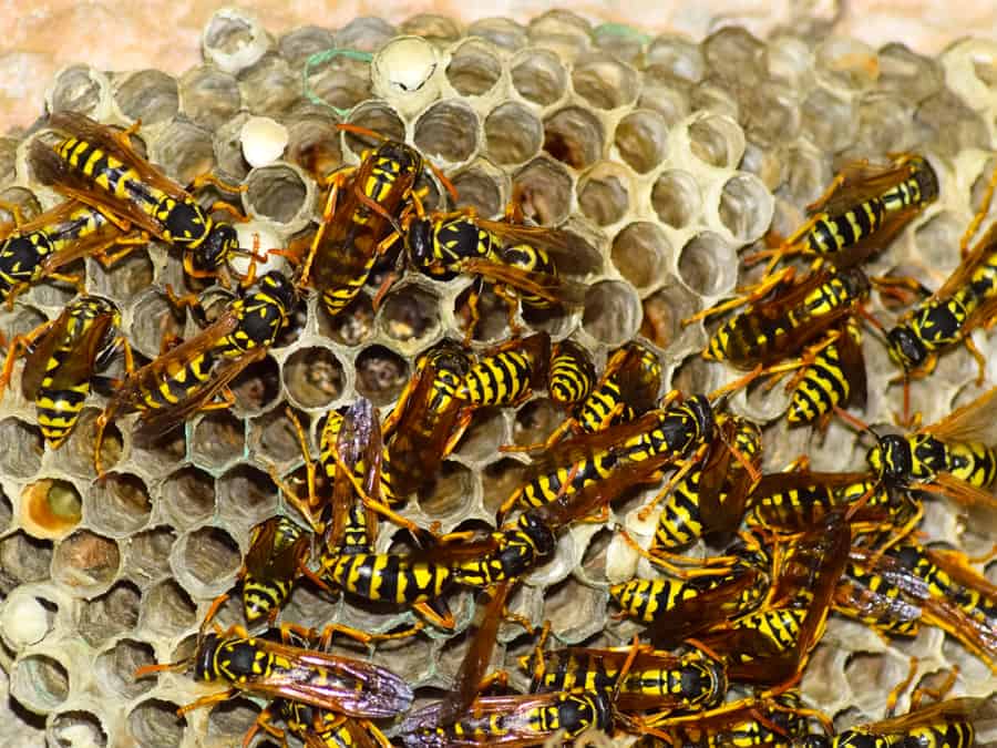 Wasp Nest With Wasps Sitting On It.