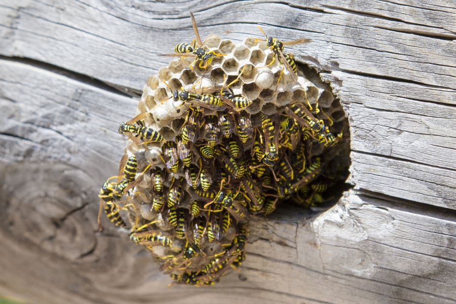 Wasp Nest With Wasps