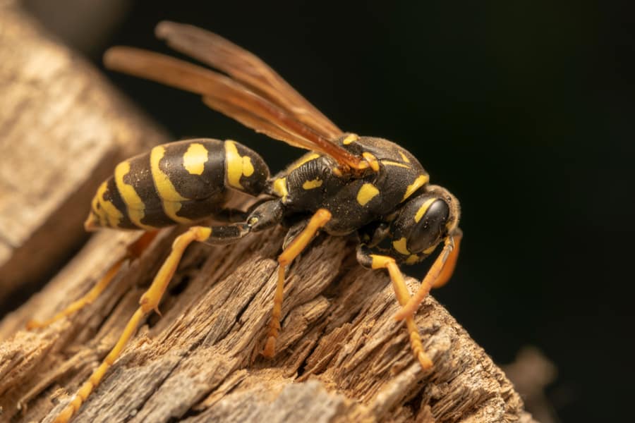 Wasp On Wood