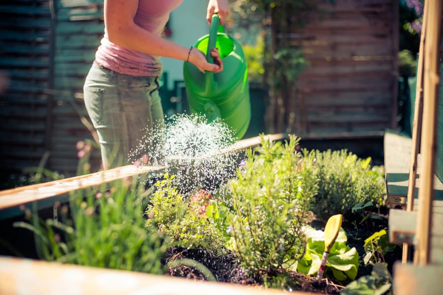 Watering Vegetables And Herbs In Raised Bed.