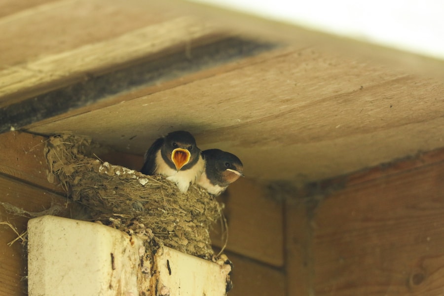 Ways To Deter Birds From Nesting Under Eaves