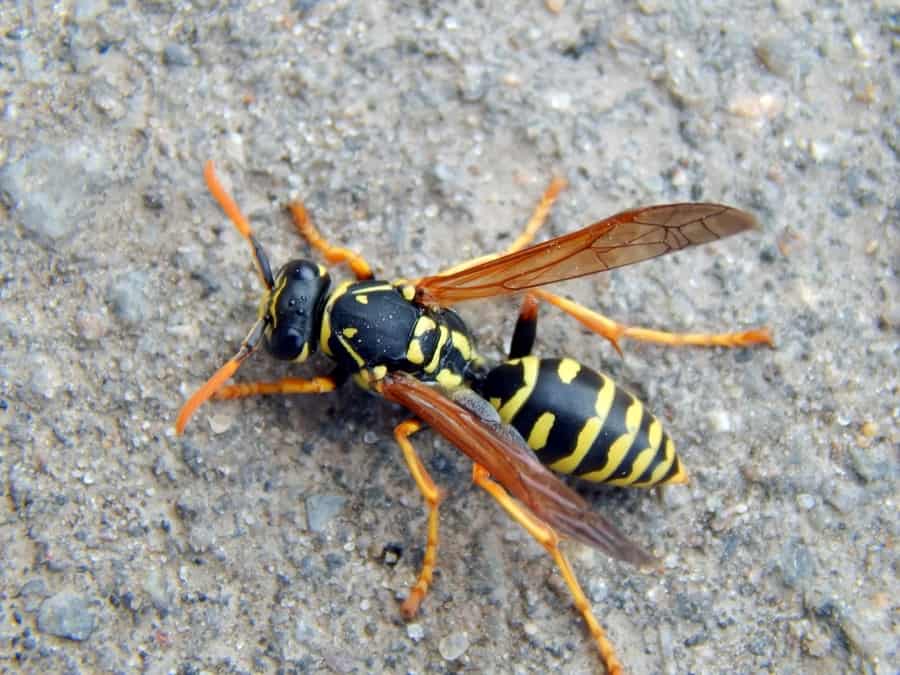 Ways To Deter Ground Wasps