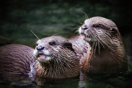 Ways To Deter Otters From The Pond