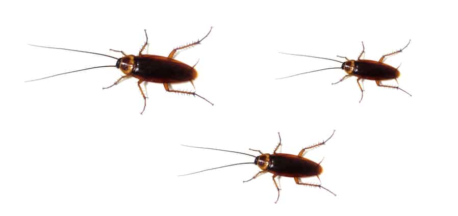 Ways To Eliminate Roaches From Walls