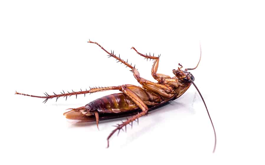 Ways To Ensure A Cockroach Is Dead