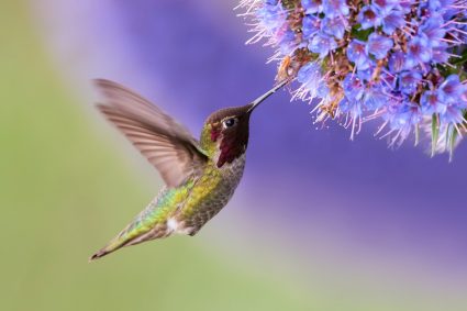 Ways To Get A Hummingbird Out Of Your House