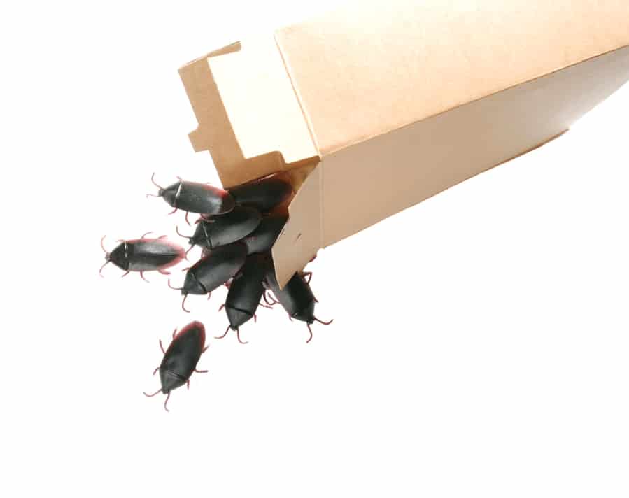 Ways To Get Roaches Out Of Cardboards