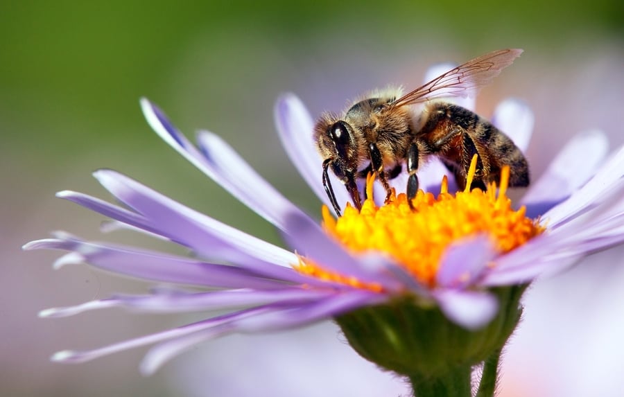 Ways To Keep Bees Out Of The Garage