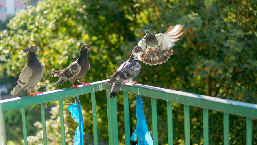 Ways To Keep Birds Off Your Apartment Balcony
