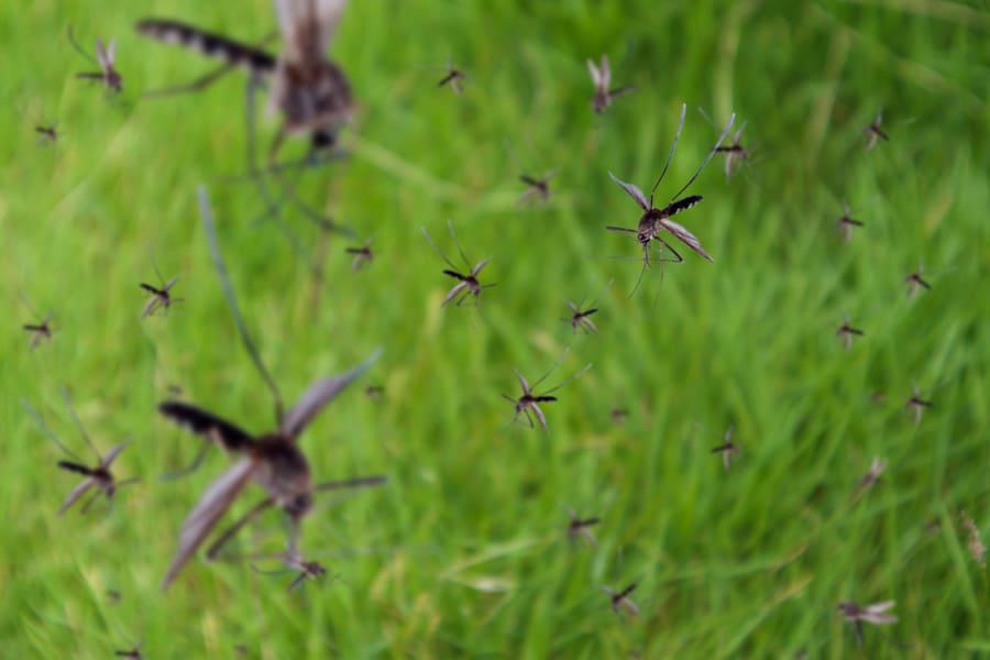 Ways To Keep Bugs Out Of Camper