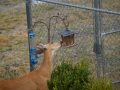 Ways To Keep Deer Away From Bird Feeders