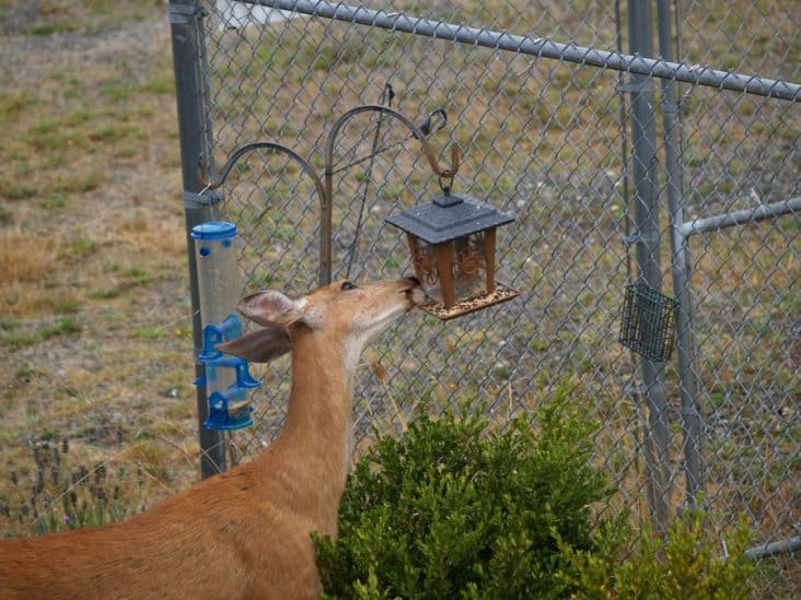 How To Keep Deer Away From Bird Feeders BeatPests