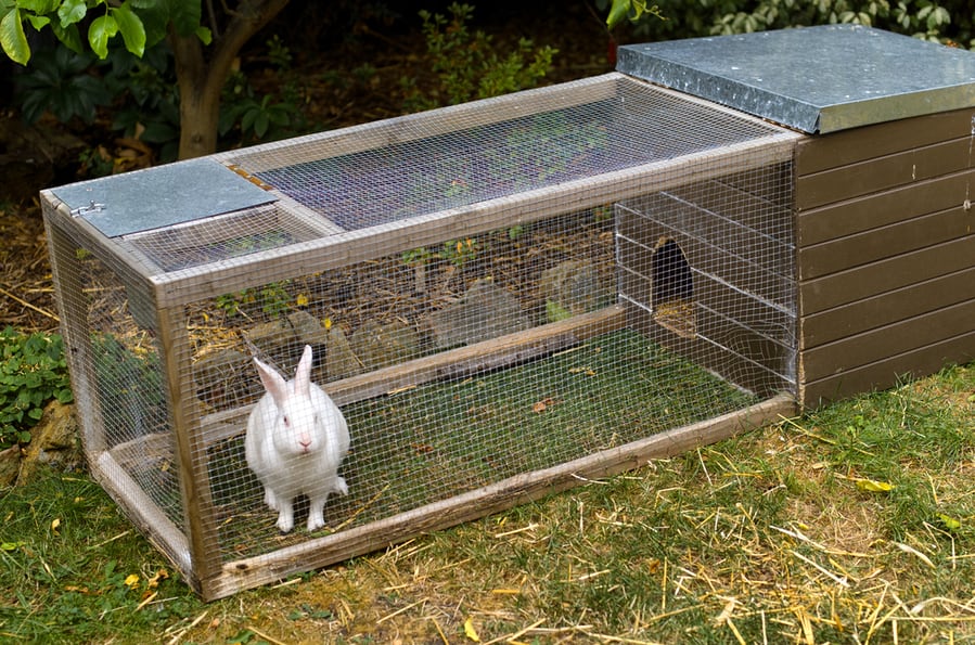 Ways To Keep Mice Away From Your Rabbit's Hutch