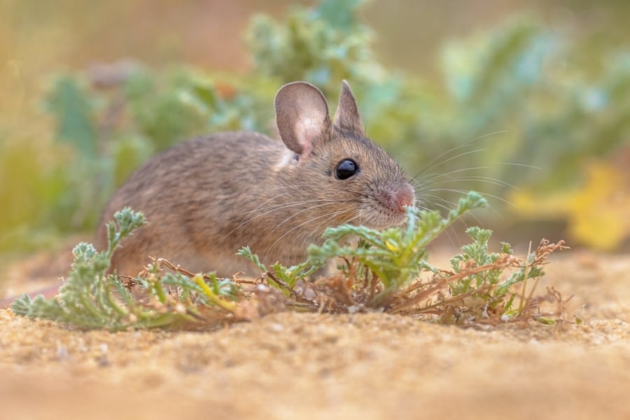 Ways To Keep Mice Out Of Pool