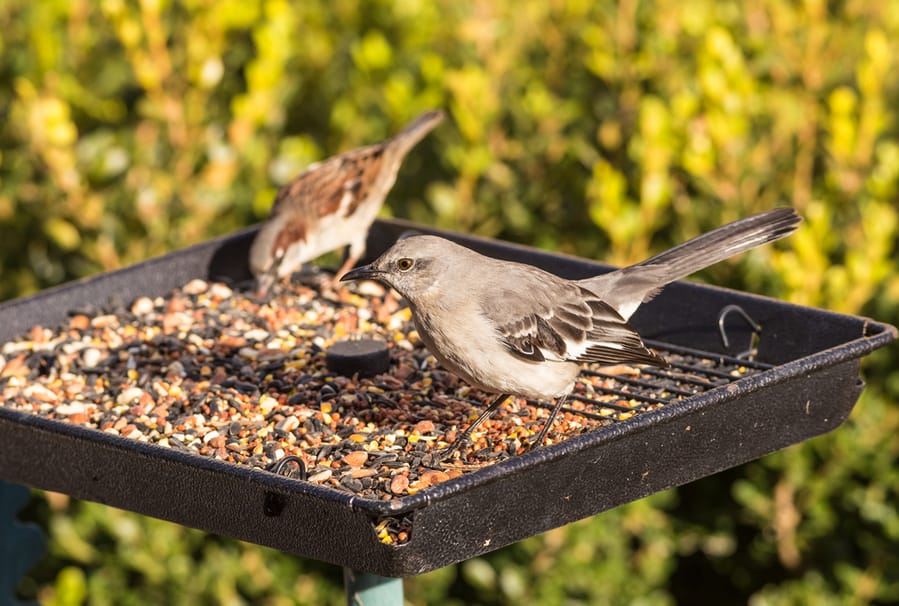 Ways To Keep Mockingbirds Away From Feeders