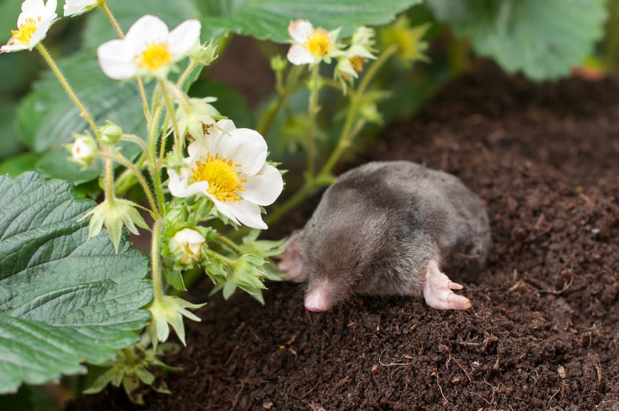 Ways To Keep Moles Out Of Flower Beds