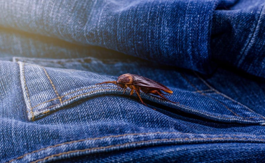 Ways To Keep Roaches Away From Your Clothes