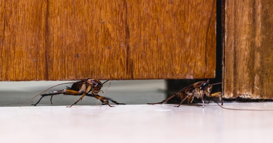 Ways To Keep Roaches From Coming Under The Door