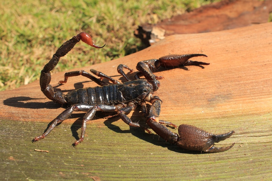 Ways To Keep Scorpions Away