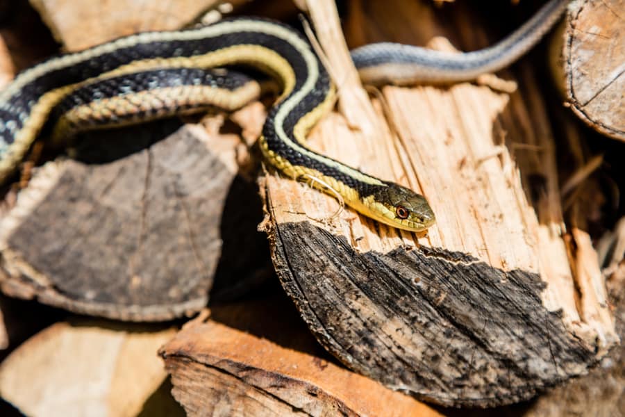 Ways To Keep Snakes Out Of Wood Pile