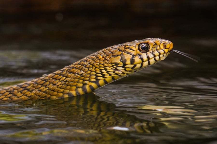 Ways To Keep Water Snakes Away