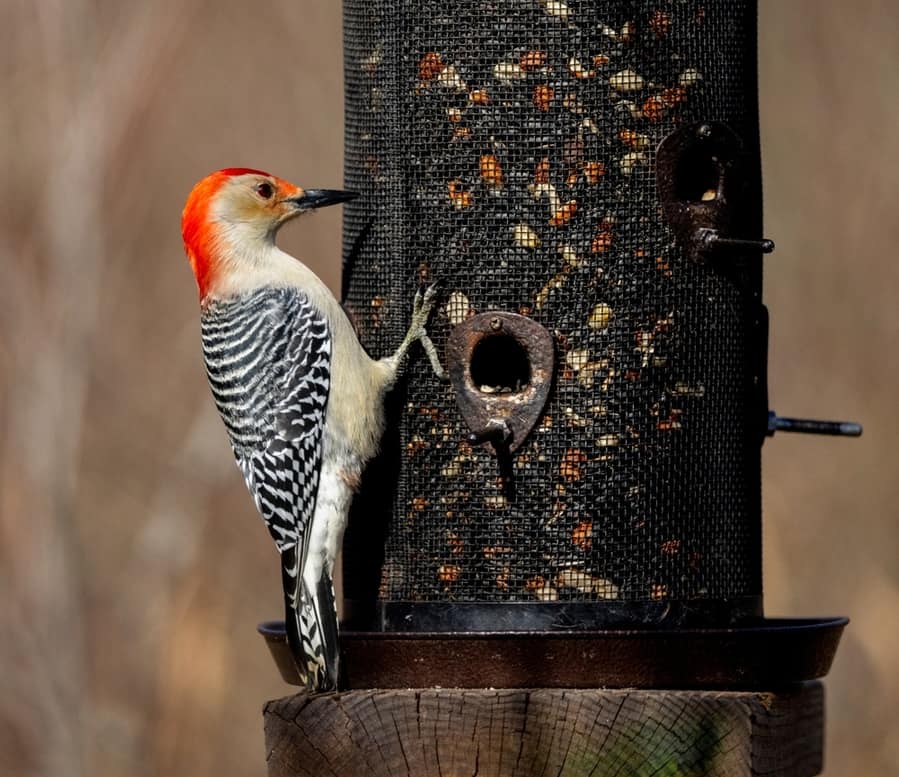 Ways To Keep Woodpeckers Away From Your Bird Feeders