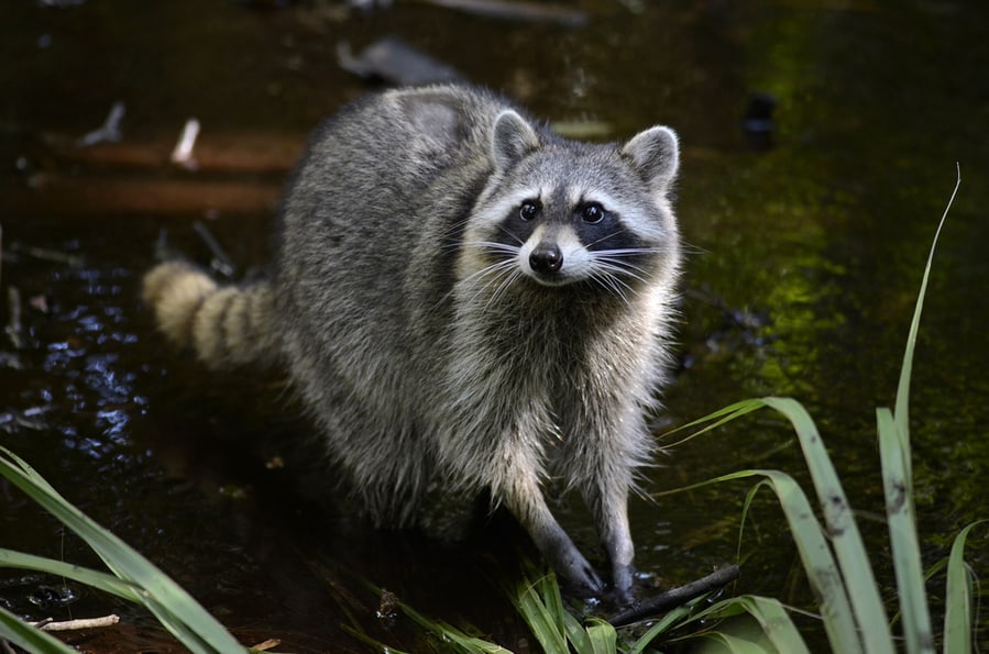 Ways To Prevent Raccoons From Digging Up Your Lawn