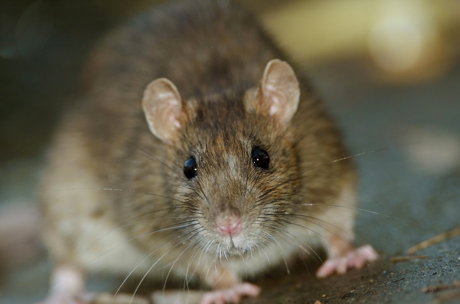 Ways To Prevent Rats From Entering The Basement