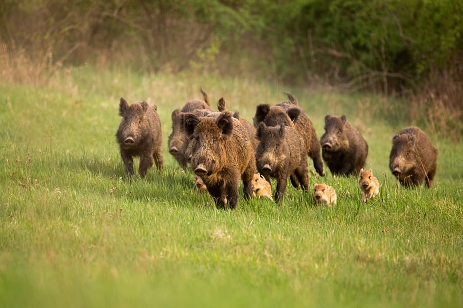 Ways To Protect Your Yards From Wild Hogs