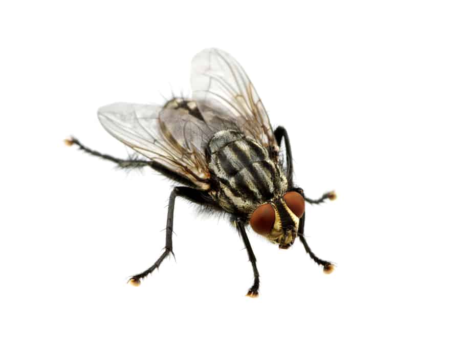 Ways To Use Citronella Oil To Repel Flies