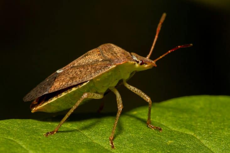 How To Keep Bugs Out of Pool With Peppermint Oil | BeatPests