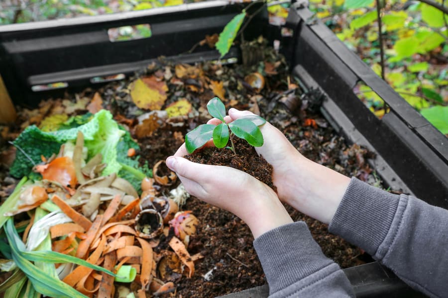 Ways You Can Repel Mice From Your Compost Bin