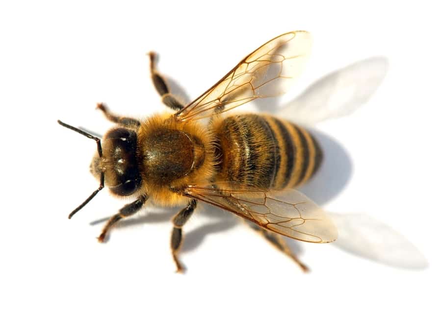 Western Honey Bee