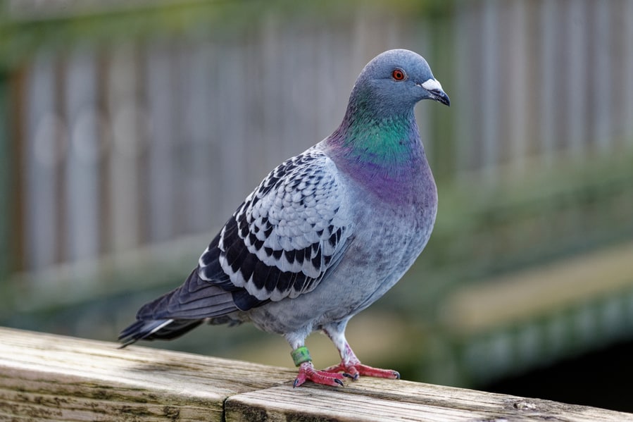 What Are Pigeons Afraid Of?