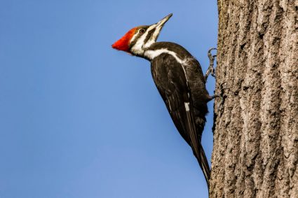 What Are Woodpeckers Afraid Of?