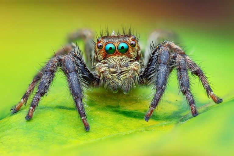 What Color Do Spiders Hate? | BeatPests