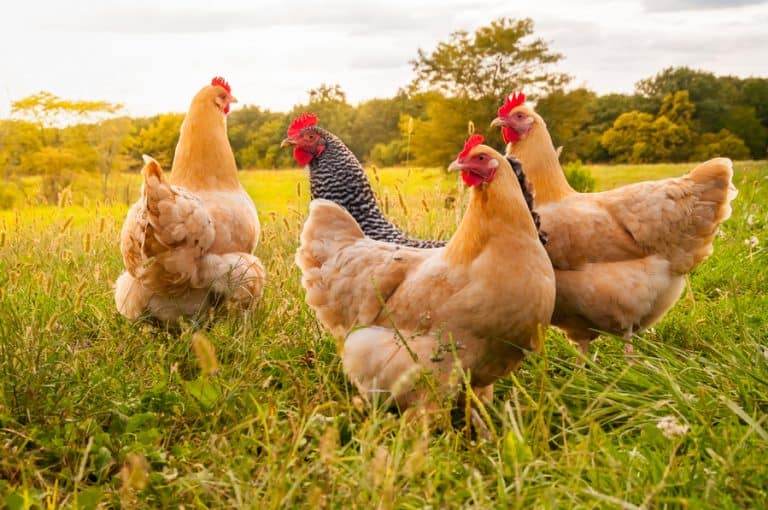 What Color Do Chickens Hate? BeatPests